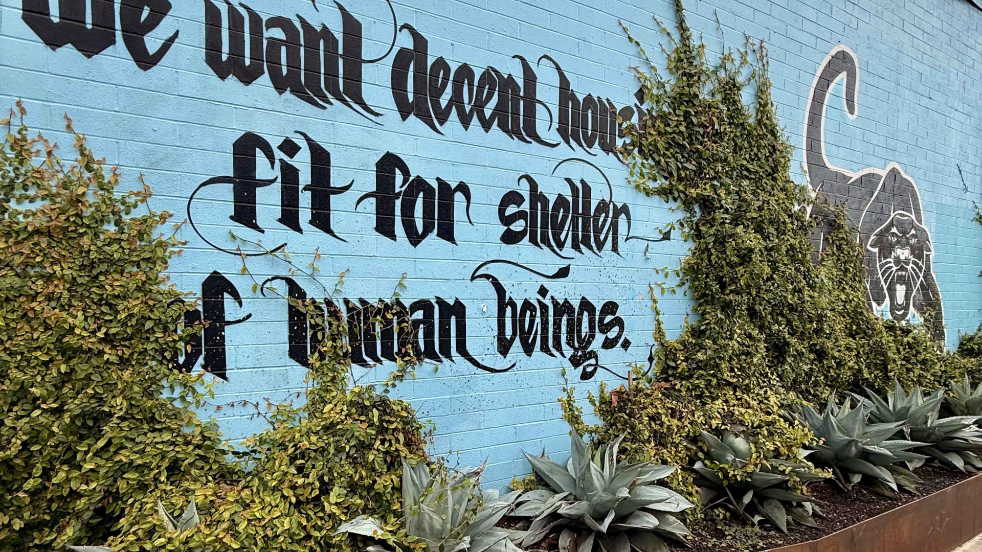 Cactus growing on the side of the DBA_OAK office that houses a black panther mural